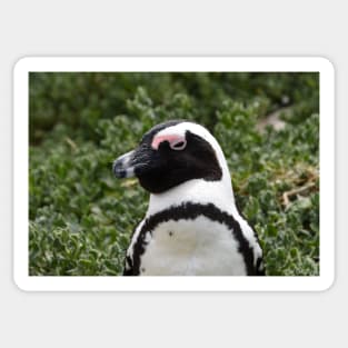 South African Penguin at Boulders Beach. Sticker